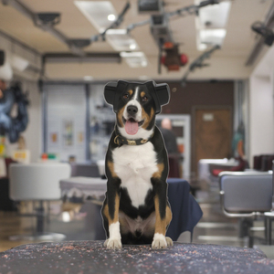 <span class=keywords><strong>Protector</strong></span> <span class=keywords><strong>auditivo</strong></span> de reducción de ruido de orejeras para perros recién llegado para mascotas HECHO DE PU y ABS seguro y eficaz - Product Image 6