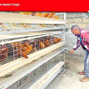 Cages à poules pondeuses de type H à manivelle, avec élimination manuelle du fumier, galvanisées, pour élevage de volailles, à vendre - Product Image 2