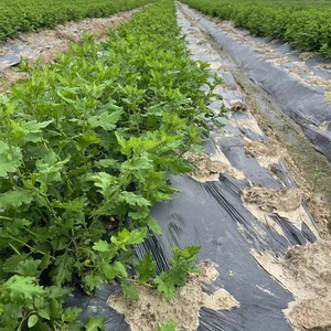<span class=keywords><strong>Jardin</strong></span> Abeille Argent Noir Weed Uv Plastic Layer <span class=keywords><strong>Anti</strong></span> Grass Pe Mulching <span class=keywords><strong>Film</strong></span> Agricultural Plastic, Mulch <span class=keywords><strong>Film</strong></span> - Product Image 2