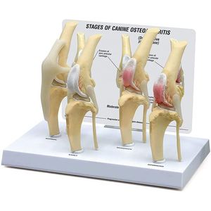 KyrenMed-Patológico Canino Stifle Rodilla Modelo 4 Etapas Perro Rodilla Articular Osteoporosis <span class=keywords><strong>Animal</strong></span> <span class=keywords><strong>Esqueleto</strong></span> para Anatomía Canina - Product Image 1