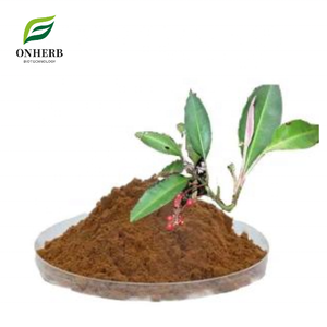 Fabrika Tedarikli Doğal Organik <span class=keywords><strong>Kacip</strong></span> <span class=keywords><strong>Fatimah</strong></span> Özü / Labisia Pumila Özü Tozu - Product Image 1