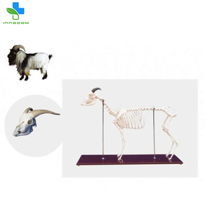 Mô Hình Bộ Xương Cừu Y Tế Mô Hình Giải Phẫu Động Vật Cừu Mô Hình Giải Phẫu Xương Cừu - Product Image 3