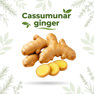 Export Quality Cassumunar <b>Ginger</b> <b>Fresh</b> Rhizome for Food Industry Products Tea and Natural Ingredients - Product Image 1