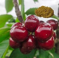 Puur natuurlijk zoet kersenpollenextract Hoge zuiverheid Hoge activiteit SHUANGQIN Merk 10 g/zak Poeder Grondstof voor fruitbomen