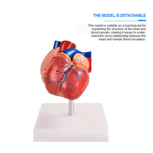 Bix-a1068 Doğal Boyutta İnsan Anatomik Kalp Modeli Gelişmiş PVC Dayanıklı ISO Sertifikalı Tıp Bilimi için Öğretim Kaynağı - Product Image 5