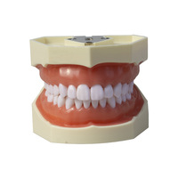 Herramienta de examen y práctica de Prostodoncia estándar de resina, modelo dental desmontable de enseñanza oral de 28 dientes