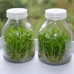 Contenitori in Vetro per Coltura Tissutale con Tappo Ventilato per Piante 240ml 350ml 450ml Bottiglia per Coltura Tissutale Vegetale - Product Image 6