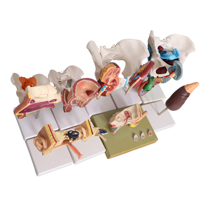 Fabriek Menselijke Milt Model Viscerale Alvleesklierfunctie Alvleesklier Milt Lever Galblaas Duodenum Model <span class=keywords><strong>Pancreas</strong></span> Model - Product Image 6