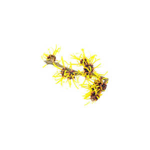 Экстракт гамамелиса (Hamamelis virginiana) в порошке, водорастворимый, <span class=keywords><strong>10</strong></span>:<span class=keywords><strong>1</strong></span>, 20:<span class=keywords><strong>1</strong></span>, для пищевых добавок - Product Image 3