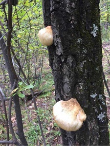 Extrait de champignon <span class=keywords><strong>Lion</strong></span>'s <span class=keywords><strong>Mane</strong></span> en poudre, qualité alimentaire, extrait végétal, extraction par solvant 10:1 - Product Image 3
