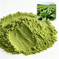 Poudre d'extrait de céleri en gros 10:1 20:1, matière première végétale hydrosoluble pour la formulation d'aliments et de boissons