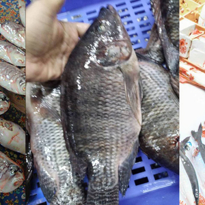 China Professinal Supplier Export Filete Tilapia Fish Fillet <strong>Filet</strong> De Tilapia Individual or Bulk Packaging - Product Image 3