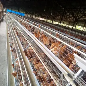 Conception haut de gamme ferme avicole poulailler un Type grande capacité pondeuse poules pondeuses couche poulet Cage pour 5000 10000 oiseaux