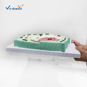 Modèle de cellule végétale VIC-B014 : Structure anatomique grossie des cellules et des tissus pour l'enseignement biologique - Product Image 2