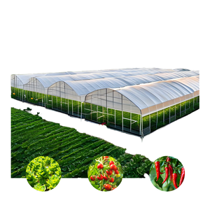 Invernadero de Policarbonato (PC) Directo de Fábrica Internacional con Precio Competitivo y Exportación Global para Compradores al por Mayor - Product Image 1