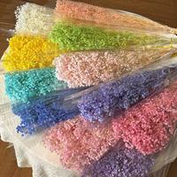 Fleurs de broom bloom préservées de haute qualité en gros, 60 cm, pour la décoration de la maison, de mariages, de la fête des mères et de la Saint-Valentin