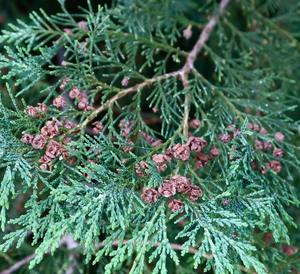 Jhd Fabriek Groothandel 100% Pure Cacumen Platycladi Orientalis Oosterse Arborvitae <span class=keywords><strong>Extract</strong></span> Kruidenpoederfabriek - Product Image 2
