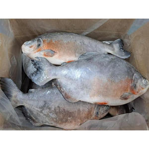 Poisson Pacu rouge congelé Dingin Ikan Pomfret Pemasok Poisson pomfret rouge congelé à vendre - Product Image 1