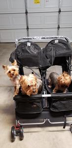 Carriola Doble para Mascotas - 4 Ruedas, Ligera, para Dos Cachorros, Perros y Gatos - Ideal para Pasear, Plegable, Carriola Doble para Mascotas - Product Image 5