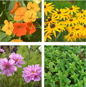 Variétés <span class=keywords><strong>de</strong></span> plantes famille royale <span class=keywords><strong>de</strong></span> <span class=keywords><strong>pois</strong></span> <span class=keywords><strong>et</strong></span> <span class=keywords><strong>capucine</strong></span> champs luisants rudbeckia bleuets mrcoccan menthe cosmos pétillant rose - Product Image 5