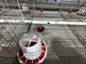 Cage <span class=keywords><strong>d</strong></span>'élevage durable entièrement automatique à plusieurs niveaux <span class=keywords><strong>de</strong></span> type H pour poussins <span class=keywords><strong>d</strong></span>'<span class=keywords><strong>un</strong></span> <span class=keywords><strong>jour</strong></span> et poules pondeuses - Product Image 2