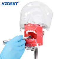 Simulador de modelo de cabeza Simple Dental de alta calidad, modelo de dientes para práctica, educación de dentista, enseñanza de estudio