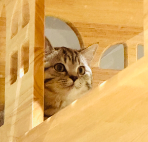 Четырехэтажная роскошная современная цельная панорамная вилла для кошек, большая, прочная, передвижная, для гостиной, домик для животных - Product Image 5