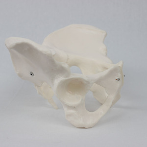 Modèle pelvien féminin personnalisé, structure anatomique des organes pelviens et du squelette, modèle de simulation d'enseignement du squelette féminin - Product Image 1