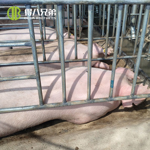 Weaned và mang thai lợn nái gian hàng/Lợn thiết bị - Product Image 3