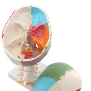 जीवन-आकार चिकित्सा विज्ञान ग्रीवा कशेरुक क्रमांकित मांसपेशी शारीरिक चिकित्सा विज्ञान मानव शरीर खोपड़ी शारीरिक मॉडल - Product Image 5