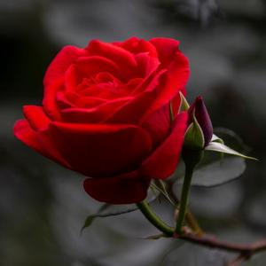 バルク価格ローズパウダー純粋なローズエキスローズパウダー - Product Image 3