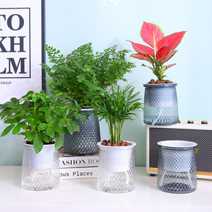 Maceta de estilo nórdico con absorción automática de agua, de resina de cristal gris, para plantas de interior, hidropónica, de escritorio. - Product Image 1