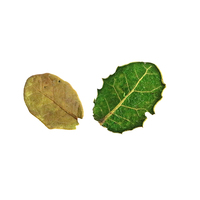Plantes décoratives d'intérieur tendance, feuilles jaunes de poire avec branches, feuilles de Limau Kasturi avec branches