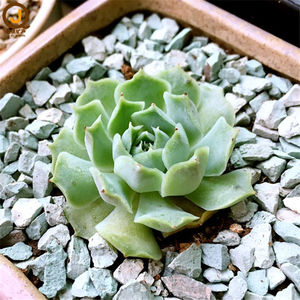 Mezcla de Tierra para Macetas de Suculentas, Roca de Lava, Maifan, Perlita, Piedra de Zeolita, Písmo, <span class=keywords><strong>Akadama</strong></span> para Jardinería - Product Image 5