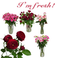 Vente en gros de fleurs fraîches coupées de haute qualité pour l'exportation de Kunming, roses à tiges simples multi-têtes