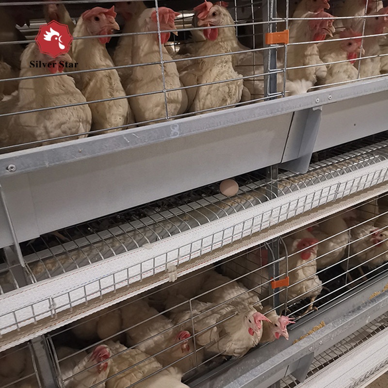 Chicken Egg Production Poultry Equipment for Battery Cage