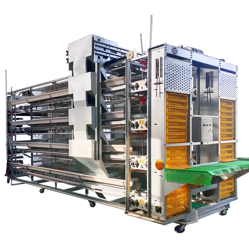 Best Price Egg Layer Chicken Farm