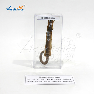 Spécimens de désection et de conservation d'vers de terre ; spécimens de conservation animale ; équipement de laboratoire biologique transparent pour - Product Image 3