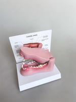 Modelo de Anatomía Dental Canina - Modelo Patológico de Dientes y Mandíbula de Perro para Educación Veterinaria