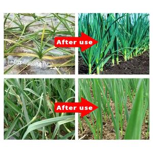 <span class=keywords><strong>Engrais</strong></span> Spécialisé pour l'Établissement des Jeunes Pousses d'Ail et l'Augmentation des Bulbes <span class=keywords><strong>Engrais</strong></span> Organique pour l'Ail - Product Image 3