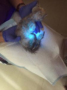 Equipo de Diagnóstico Dermatológico Avanzado para Mascotas en Clínicas Veterinarias - Product Image 6