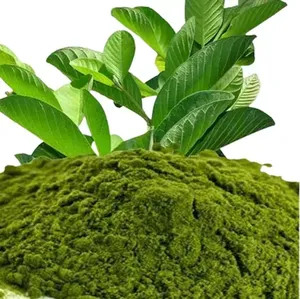 ผงใบฝรั่งอบแห้งแบบพ่นฝอยธรรมชาติพรีเมียม สำหรับเครื่องดื่มสมุนไพรร้อน-เย็น ผลิตจากพืชเกษตรโดยตรงจากโรงงานผู้ผลิต  แบบปลูกเอง  เฮอร์โบจิต - Product Image 2