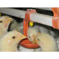 Abreuvoirs automatiques en plastique pour poulets, état neuf, avec design à tétine, débit élevé, pour usage en élevage avicole, garantie de 3 mois