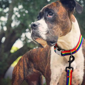 Collar de Perro de Poliéster Antipérdida con Estampado de Transferencia de Calor para Perros Pequeños, Estilo Teddy Golden <span class=keywords><strong>Retriever</strong></span>, Suministros de Cuerda de Tracción - Product Image 1