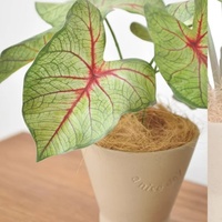 Faux Calathea Orbifolia, plante panachée artificielle de luxe pour un design d'intérieur moderne