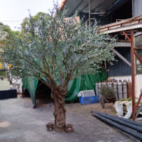 Arbre d'olivier artificiel classique, élégant et durable, en fibre de verre, pour décoration artistique, ornement de vitrine, 2,8 m, modèle OV Ho pour le Poisson d'avril
