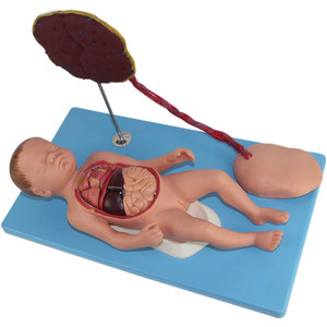 Ilmu pengetahuan medis kabel umbilikal plasenta dan organ janin model wanita hamil memberikan kelahiran untuk organ internal anatomis - Product Image 5
