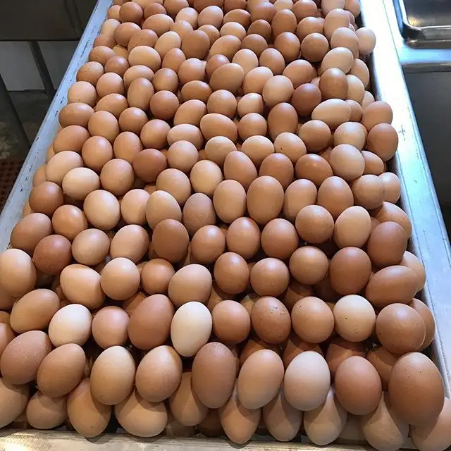 Uova di pollo Uova di Struzzo, Uova di Pollo, Tacchino Uova Tavolo Fresco Uova Marrone E Bianco Farm Fresh Uova di Gallina
