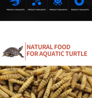 Vers de farine séchés à haute nutrition nourriture pour poissons de qualité supérieure