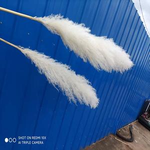 SZ0482 Erba della Pampa Economica, Fiori Secchi Bianchi e Grigi, Erba della Pampa Extra Large per Vendita all'Ingrosso - Product Image 3